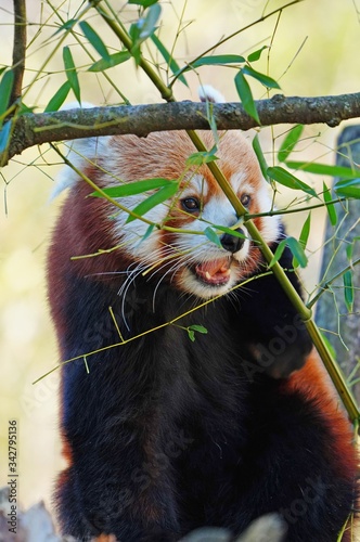 View of a Red Panda (Ailurus fulgens) eating bamboo leaves in an outdoor park photo