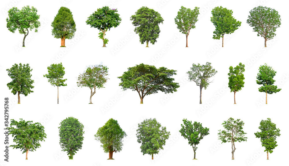 Fototapeta premium Tree collection isolated on white background for use in architectural design or more.