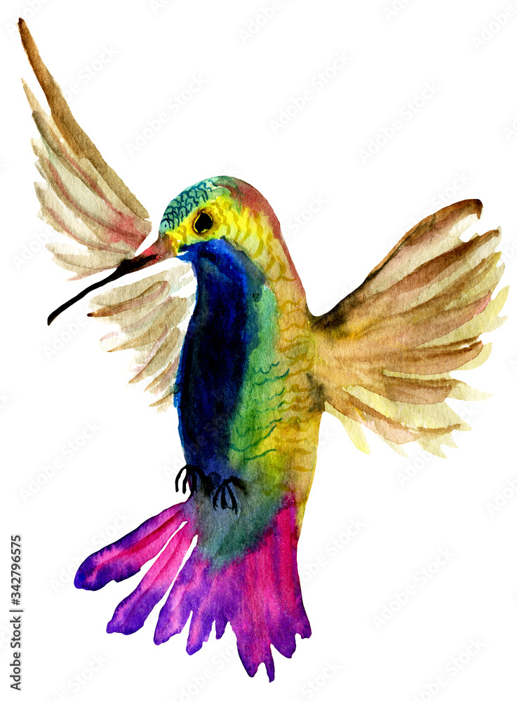 Watercolor small colibri bird. Hummingbird Isolated On White Background. Hand drawn panting image