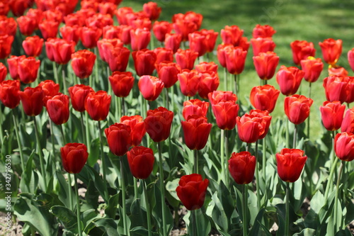 Red tulips in spring in a park