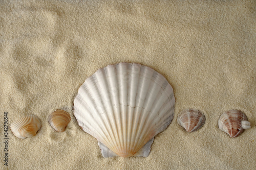 Sea shells  with sand as background photo