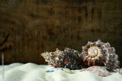 sea shells on wooden background and sand. free space for the designer