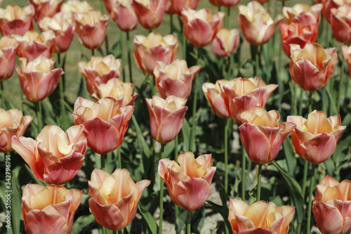Close-up of pink tulips in spring