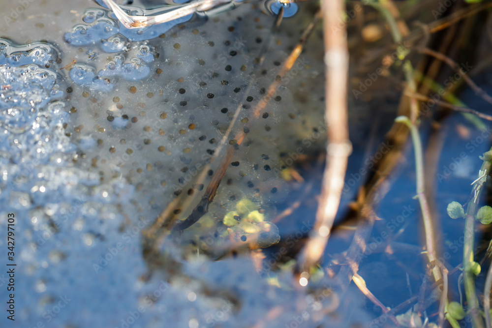 Froschlaich in einem Teich unter der Wasseroberfläche Stock Photo