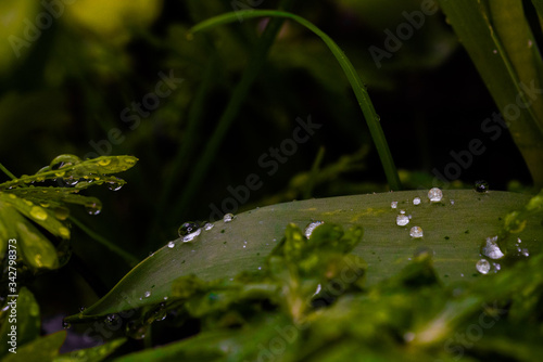 drops in the microjungle