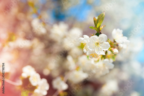Natural texture of flowering trees. Blossom trees closeup as a place for text. Greeting card background of white flowers and copy space.