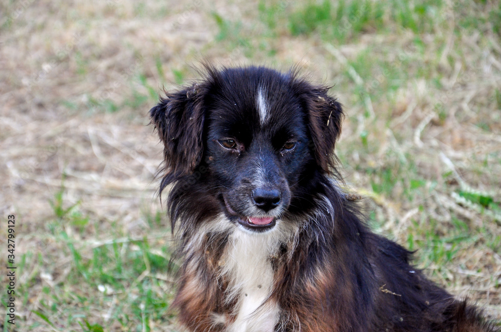 Cute dirty homeless tramp dog is sitting on the ground stared at something pleasant. 