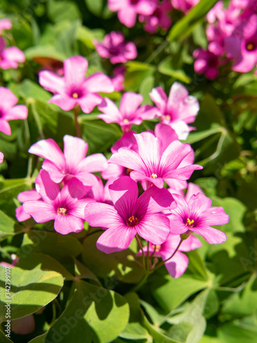 Close-up of a pink perwinkle flower