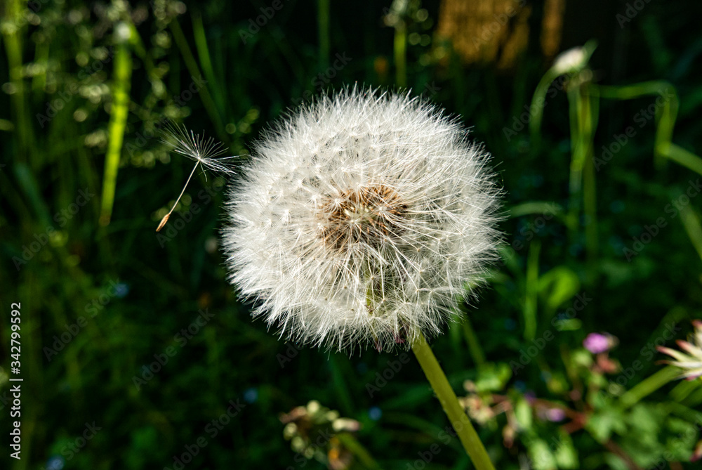 Close-up of a dandelion flower Close-up of a dandelion flower