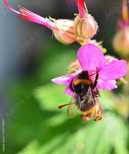 busy Bumblebee
