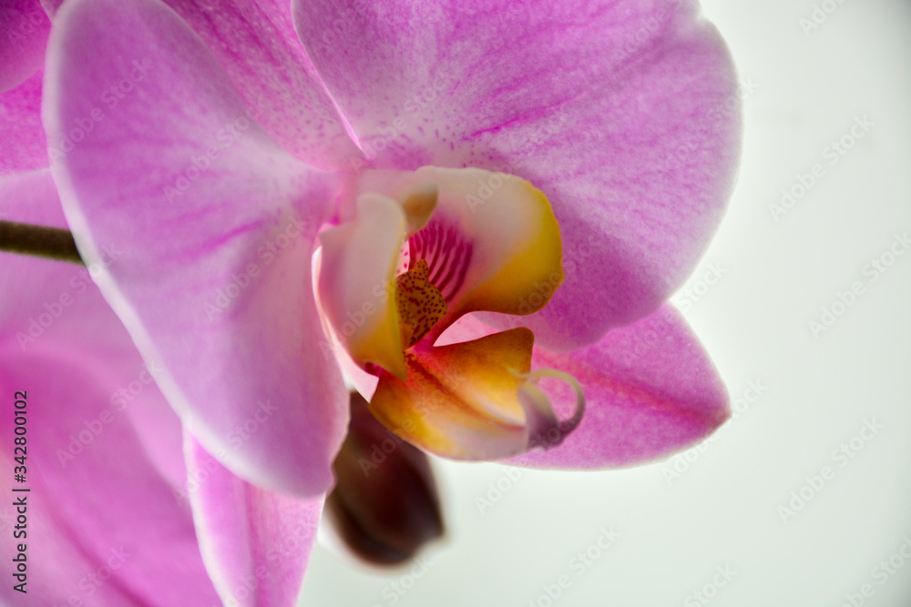 Beautiful and delicate orchid flowers Beautiful and delicate orchid flowers