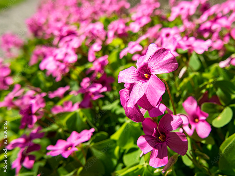 Close-up of a pink perwinkle flower Close-up of a pink perwinkle flower