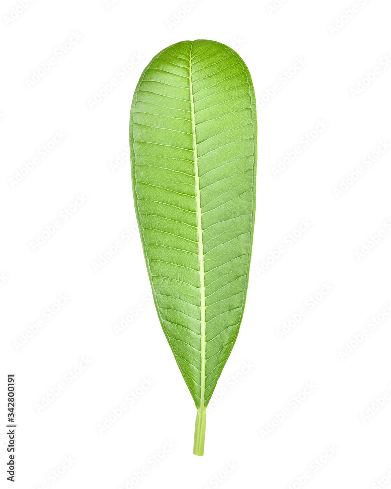 Plumeria leaves isolated on white background. Plumeria leaves isolated on white background.