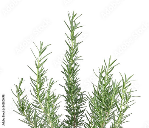 Rosemary isolated on white background.