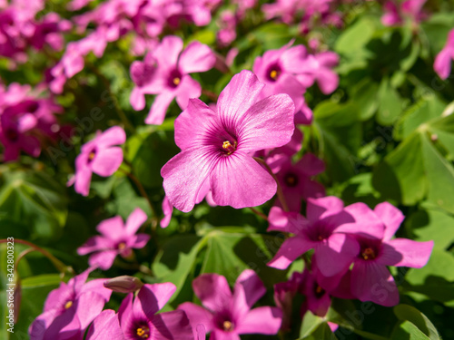 Close-up of a pink perwinkle flower