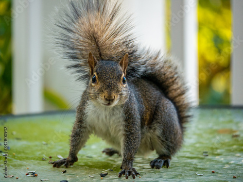 Squirrel looking at the camera