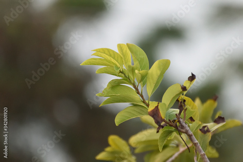 branch of a tree