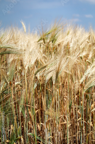Blick in ein Getreidefeld mit fast reifen Getreide  hren.