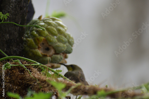 green moss on the tree