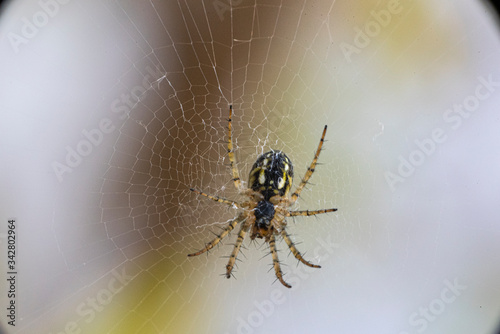 A spider on its web. Macro, Close up