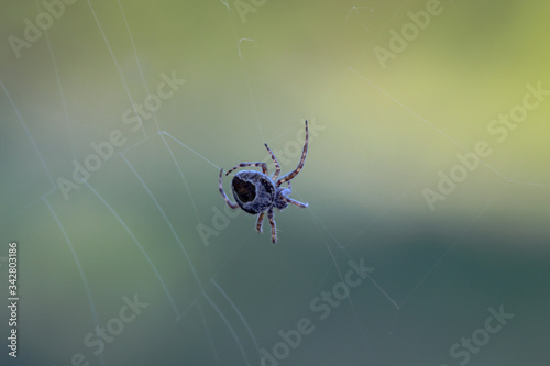 Nahaufnahme von einer im Netz sitzenden Spinne.