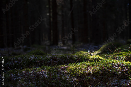 forest and shadows 2