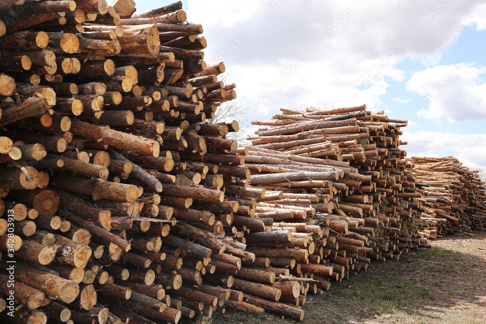 Side view of commercial timber, pine tree logs after clear cut of forest. uncontrolled deforestation. selective focus. Side view of commercial timber, pine tree logs after clear cut of forest. uncontrolled deforestation. selective focus.