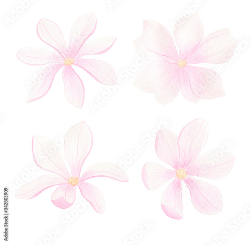 Magnolia flower watercolor illustration set isolated on white background. Pink flowers for wedding invitation, greeting cards, design. Hand painted floral collection.
