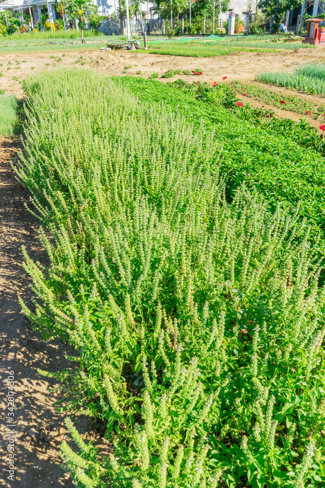 Tra Que village, organic vegetable field, near Hoi An old town, Vietnam Tra Que village, organic vegetable field, near Hoi An old town, Vietnam