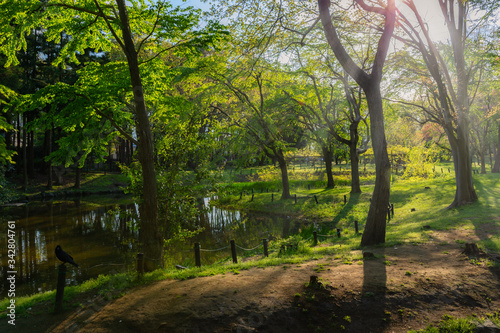 太陽光が差し込む新緑の森林とカラス