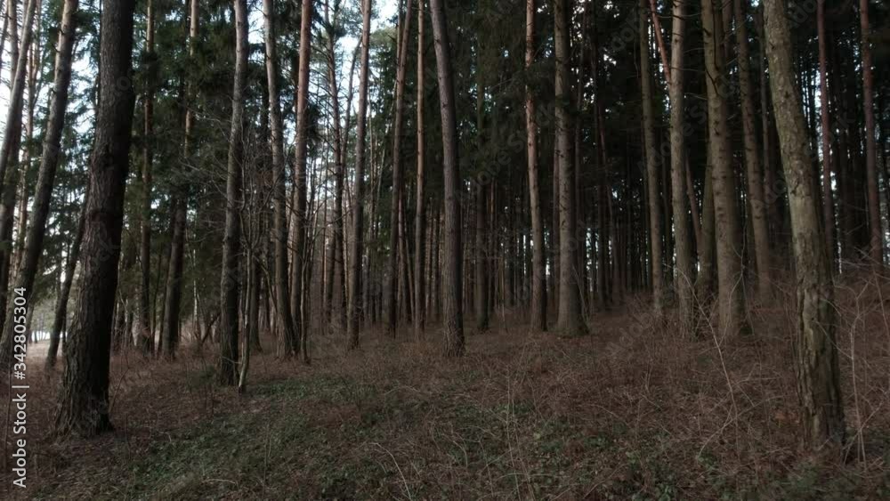 Slow motion of dark misty forest. Nature background. Stock video.