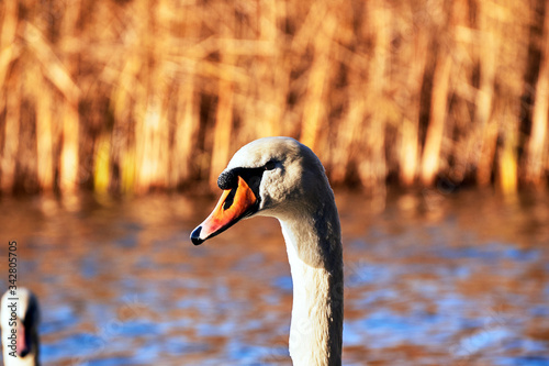 Fototapeta Naklejka Na Ścianę i Meble -  Portrait of a white swan floating on the lake in Poland.