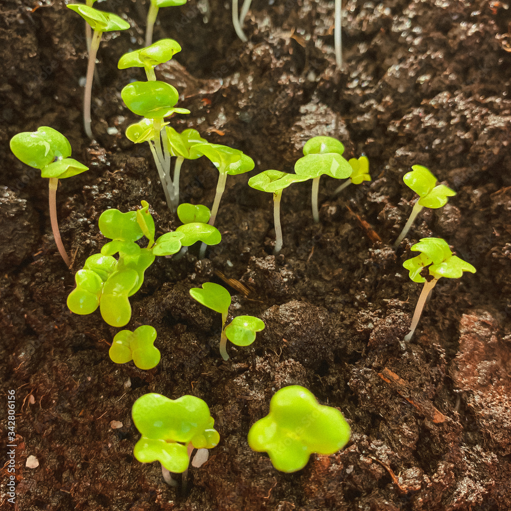 Microgreen Sprouts in the Garden Microgreen Sprouts in the Garden