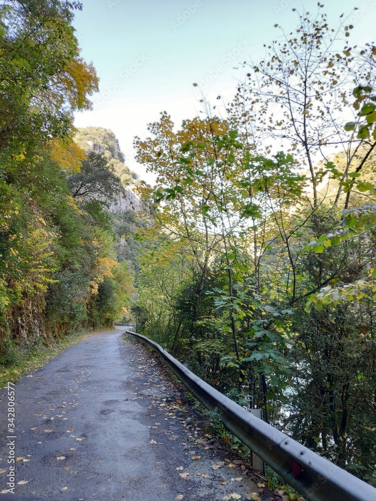 Obraz premium railway in the forest