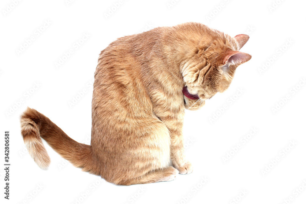 A red cat sits sideways to the camera and licks its paw. The cat washes. A red cat sits sideways to the camera and licks its paw. The cat washes.