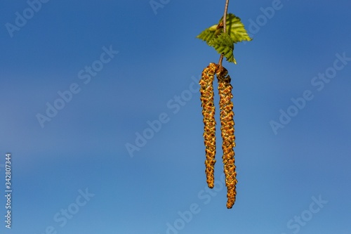 Yellow and brown catkins of a silver birch tree growing during springtime on a twig with small fresh green leaves. Sunny day, bright blue sky in the background.