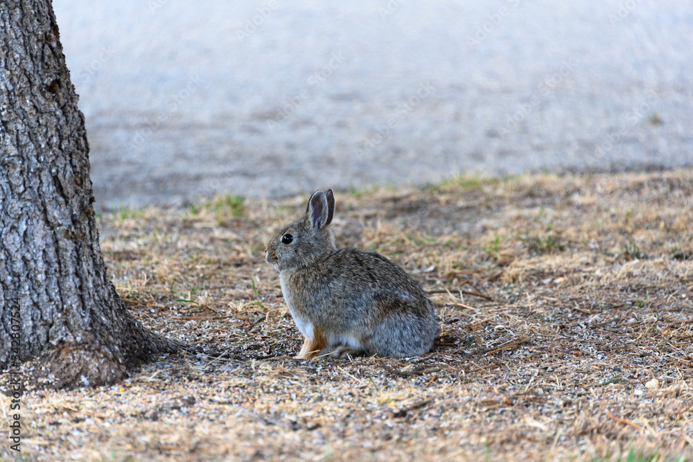 Fototapeta premium rabbit on dry grass