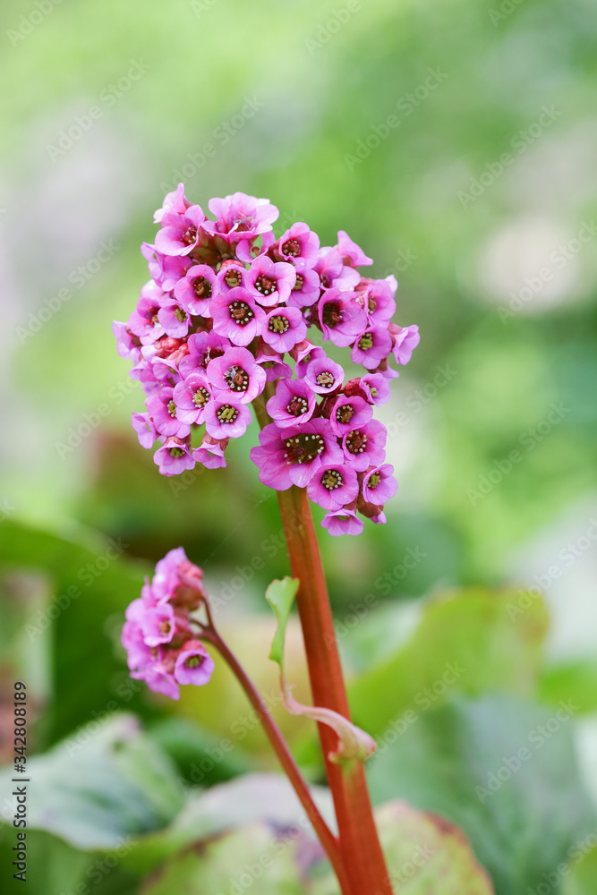 Obraz premium Bergenia Cordifolia