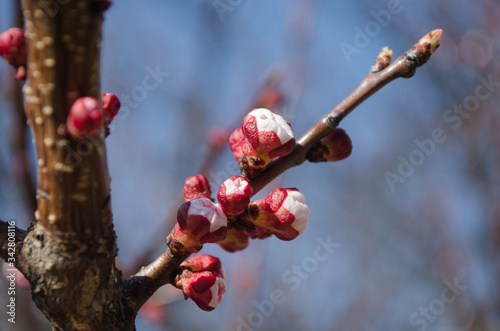 buds of a cherry tree