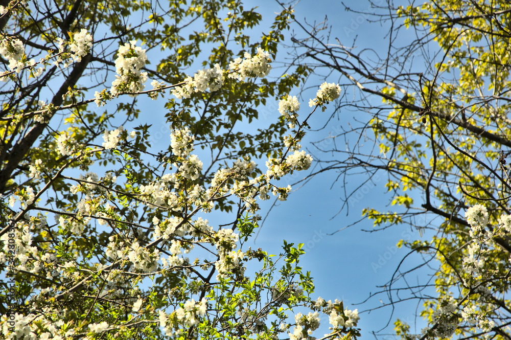Fototapeta premium Spring. White flowers on the tree.