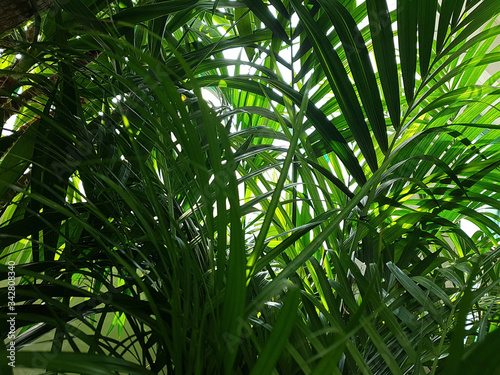 A view of the foliage of palm trees in the jungle through which sunlight breaks through. Concept background  wildlife  nature  landscape  tropics.