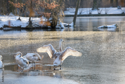 Schwäne auf dem zugefrorenem See