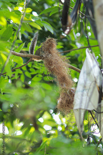 Indian giant squirrel create house  or Malabar giant squirrel. The Indian giant squirrel is one of the largest squirrels