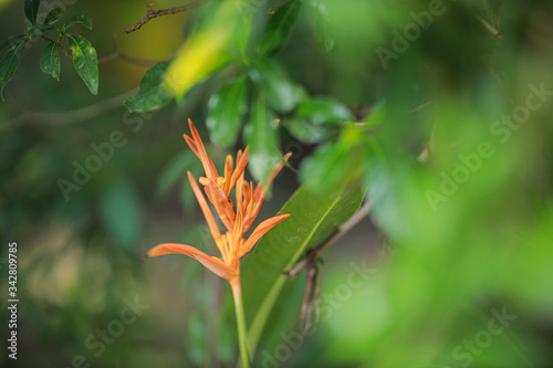 Closeup Orange Heliconia Flower in garden. Orange flower and the leaves