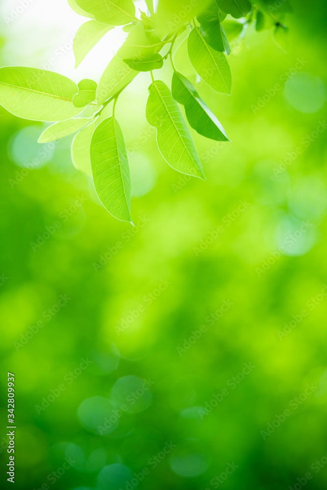 Nature of green leaf in garden at summer. Natural green leaves plants using as spring background cover page greenery environment ecology wallpaper Nature of green leaf in garden at summer. Natural green leaves plants using as spring background cover page greenery environment ecology wallpaper