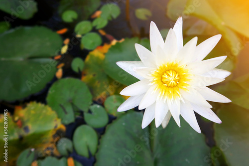 Beautiful white water lily or lotus blooming with yellow center   lush green leaves on water surface in tropical summer morning sunlight   gradient sun rays  free space       