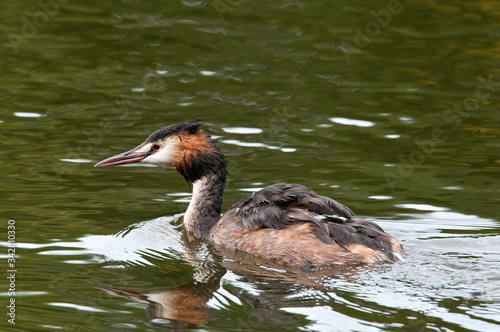 Great Crested grebe on a pond