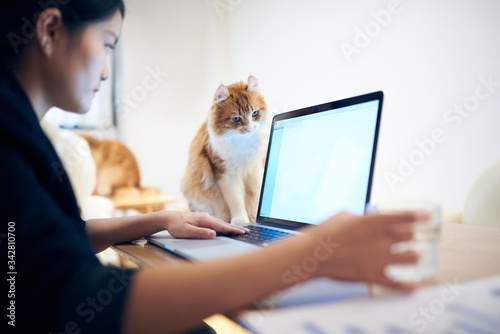 Young Asian woman working on a laptop whilst the cat comes to look inquisitively
