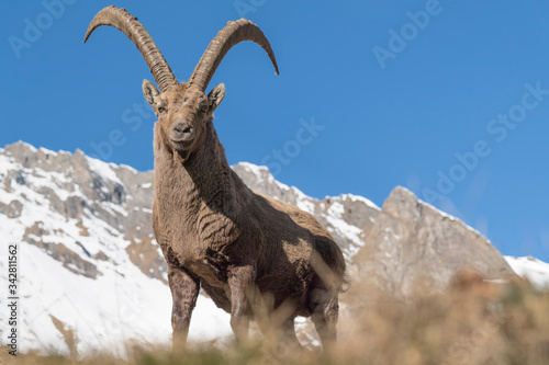 The King of Alps mountains with snowcapped mountains on background (Capra ibex)