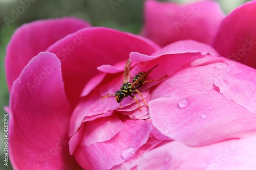 Floral photography of beautiful pink peony flower with tender fresh petals and drops of dew and wasp insectin spring-summer season in Montreal, Canada. An insect, a striped wasp, sits on it.